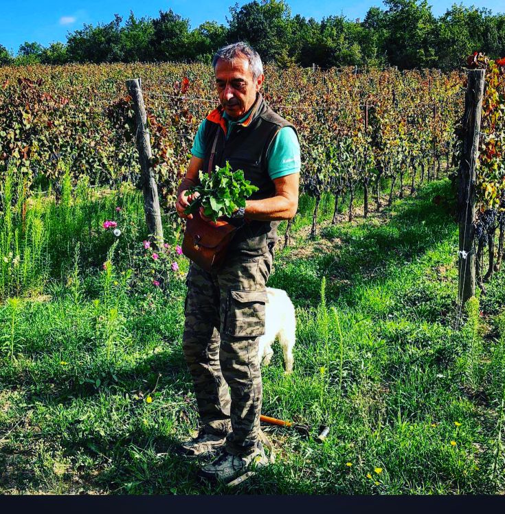 A man gathers herbs in a vineyard surrounded by plants and trees, immersed in the Umbrian countryside.