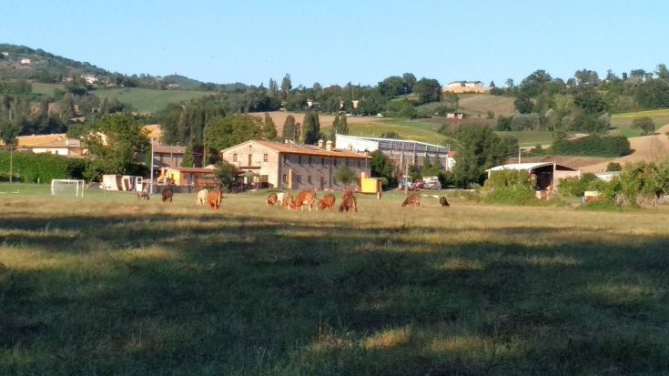 Kühe auf einem Feld in der umbrischen Landschaft, umgeben von grünen Hügeln und offenen Flächen.