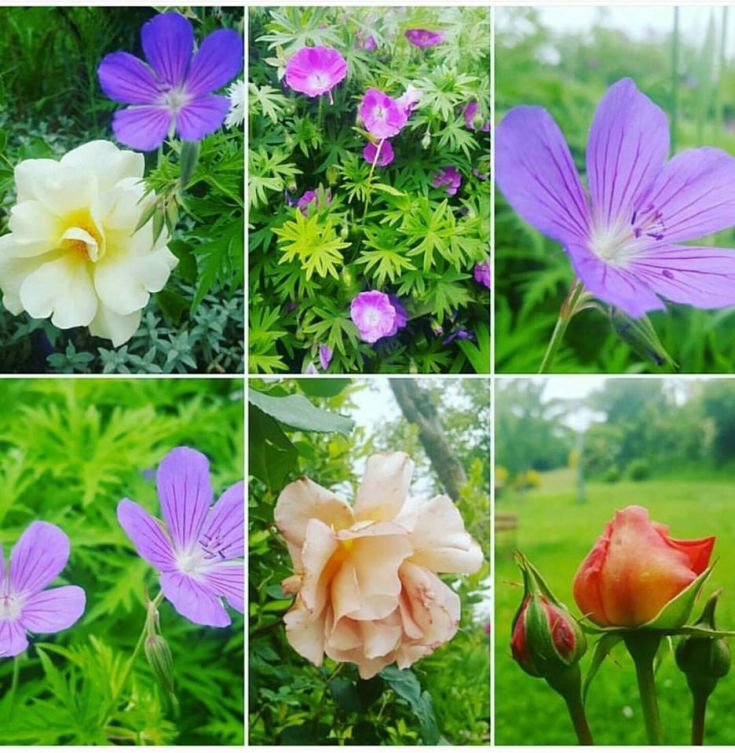 Un collage di fiori variopinti, tra cui rose e fiori di campo, che rappresenta la bellezza della natura.