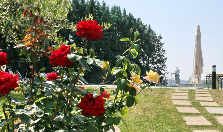 Eine entspannende Ecke im Garten mit bunten Rosen, perfekt für ruhige Momente.