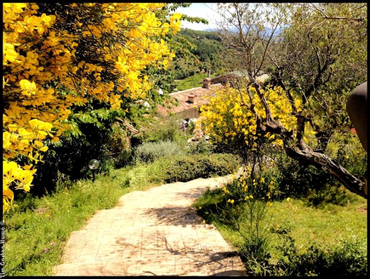 Un sentiero immerso in un paesaggio di fiori gialli e vegetazione rigogliosa tipica dell'Umbria.