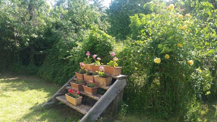 Un'area naturale con fiori colorati in vaso e un giardino ben curato in verde.