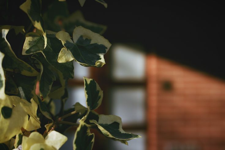 Dettagli di foglie verdi accanto a un edificio, con una scena sfocata sullo sfondo.