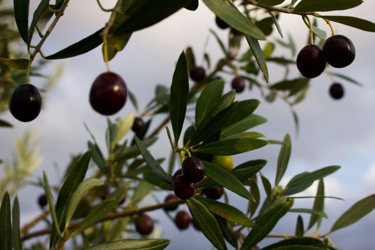Rami di ulivo pieni di frutti scuri e brillanti, si trovano sotto un cielo coperto di nuvole.