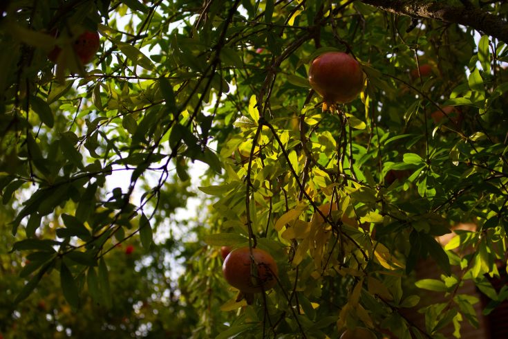 Ramo di melograno con frutti rossi e foglie verdi, illuminati dalla luce del sole.