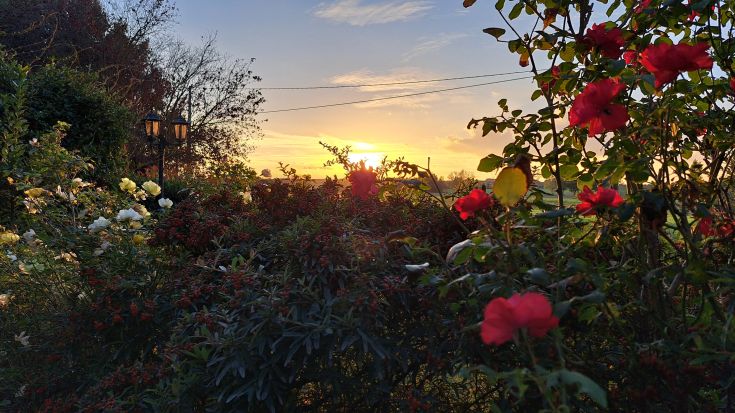 Un tramonto suggestivo si riflette su un giardino con rose rosse e bianche, creando un'atmosfera serena.