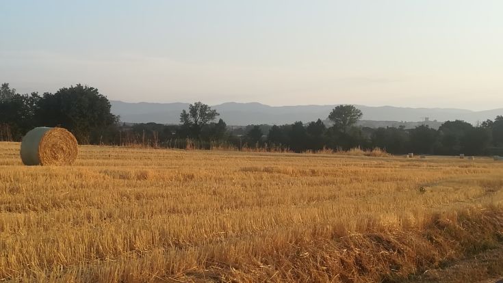 Scena di un campo di fieno con balle, immerso in un tranquillo paesaggio agricolo.