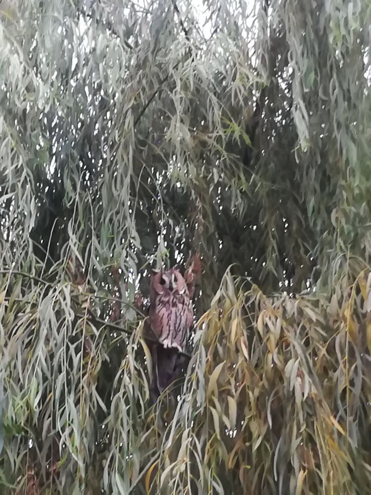 Un gufo appollaiato tra le foglie di un albero, che si confonde con l'ambiente naturale circostante.