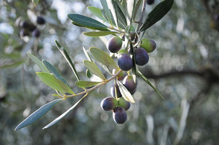 Ramo di un ulivo con olive mature, situato in un contesto naturale verdeggiante.
