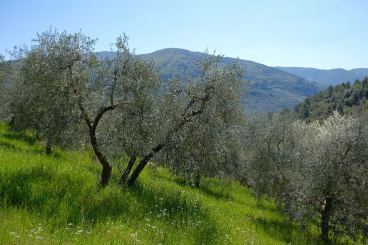Landscape of green olive groves with mountains and a clear sky in the background.