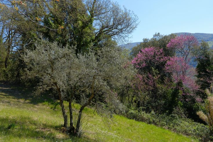 A peaceful scene featuring olive trees and spring flowers, surrounded by Umbrian nature.