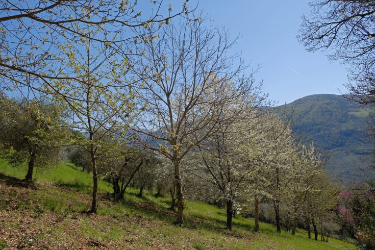 A blooming orchard with trees full of buds and green hills in the background.