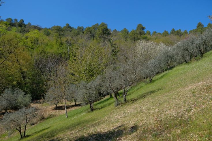 A green landscape featuring olive trees and lush greenery under a clear blue sky.