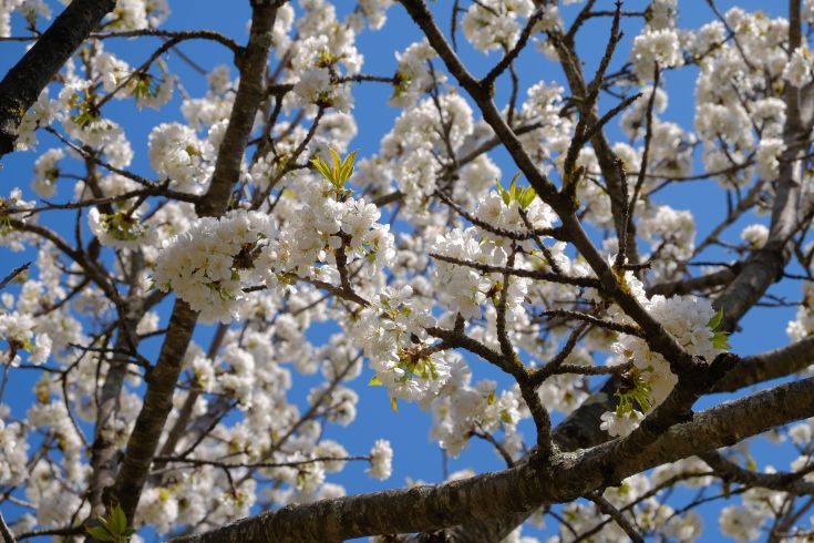 Branches of a tree with white flowers set against a blue background that accentuates their beauty.