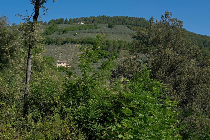 A restored stone farmhouse surrounded by olive trees and greenery, featuring a saltwater pool.