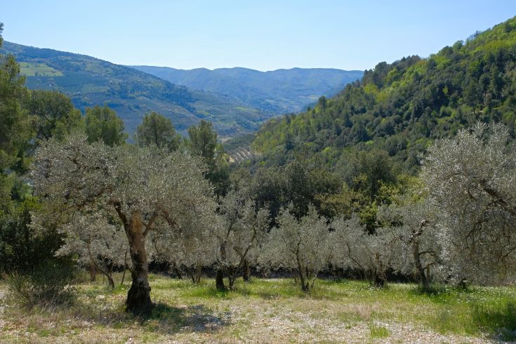 A serene scene featuring olive trees and rolling green hills in Valnerina, known for its natural beauty.