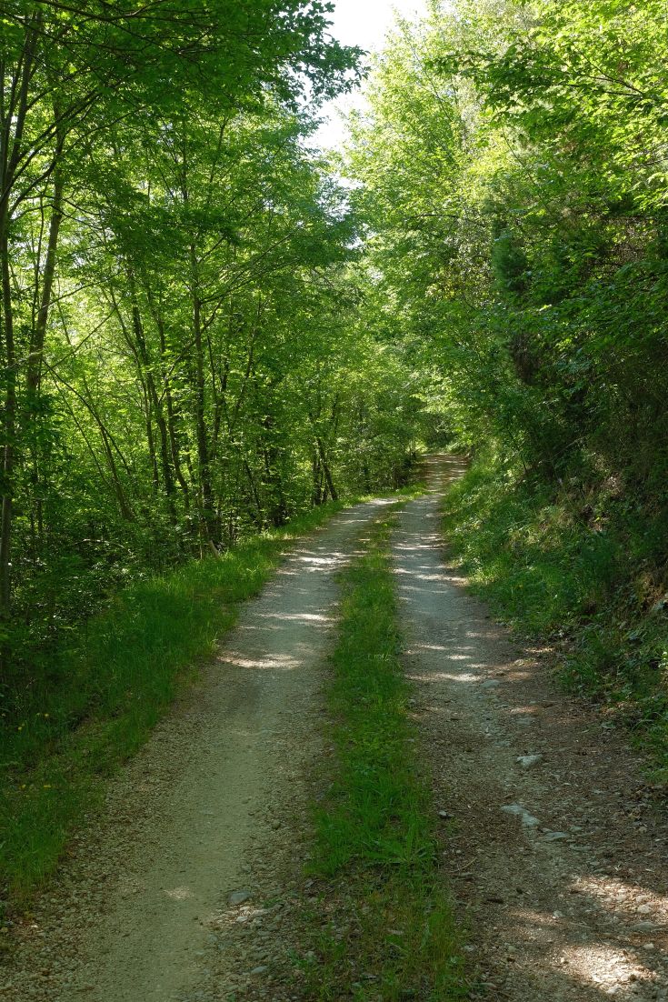 A natural trail surrounded by trees, with sun rays illuminating the path.