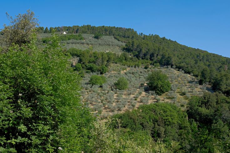A natural scene with olive trees arranged in rows, set in a hilly landscape under a serene sky.