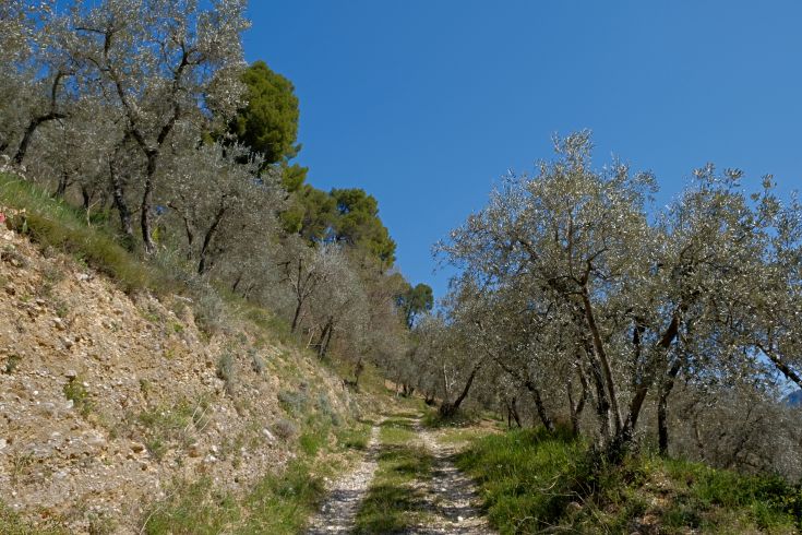 A peaceful path surrounded by olive trees, inviting a leisurely walk in nature.