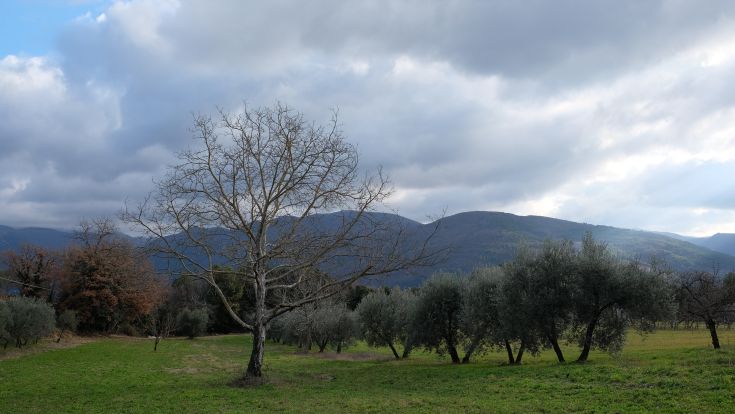 A serene panorama with barren trees and olive trees under a partly cloudy sky.