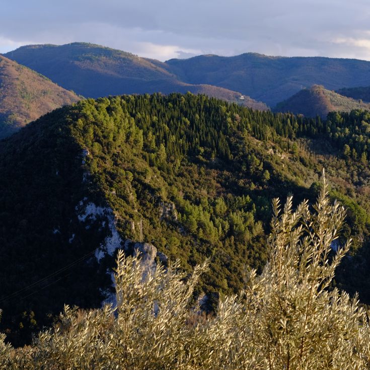 Scene of green hills and forests in Valnerina, surrounded by olive groves and wild nature.