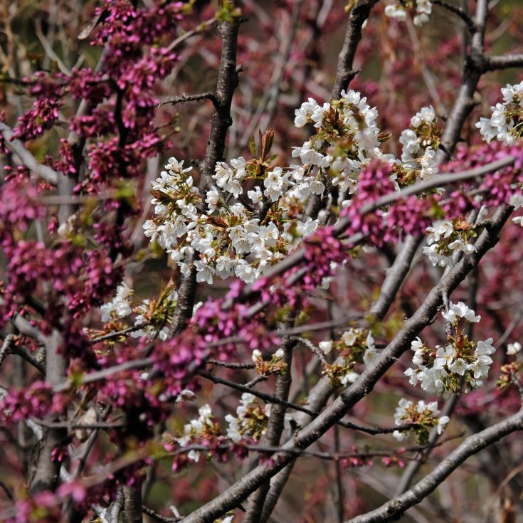 Branches with white and pink flowers intertwining, creating a delicate contrast of different shades.