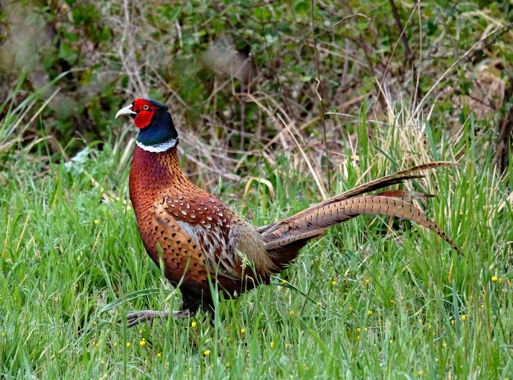 A vibrant peacock walks across a green lawn.