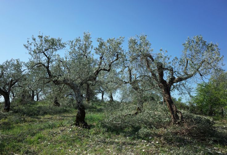 Ancient olive trees in a serene landscape, illuminated by a clear sky.
