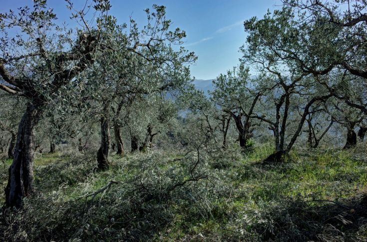 An olive grove with mature trees surrounded by green landscape. A peaceful and natural place.
