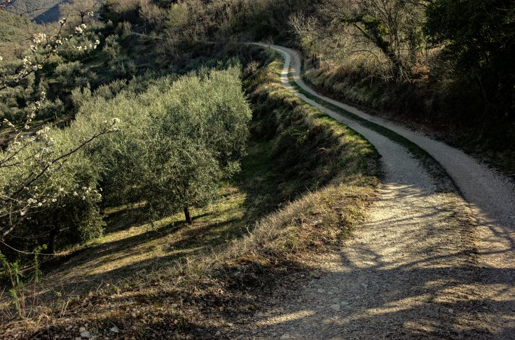 A natural path through olive trees and wooded areas, surrounded by nature. Perfect for peaceful walks.