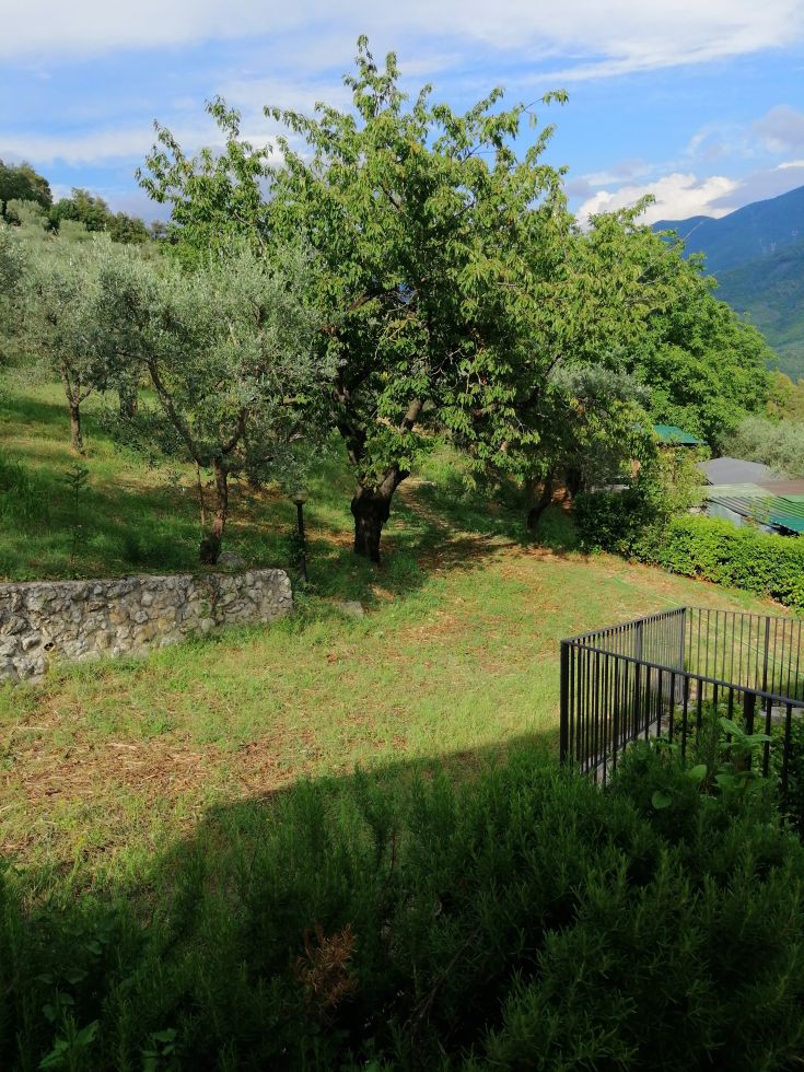 Green area with olive trees, surrounded by hills in a peaceful environment.