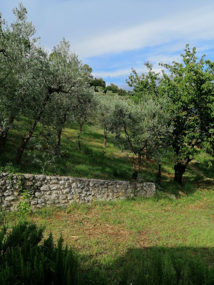 A serene scene of olive groves and lush vegetation under a clear sky.