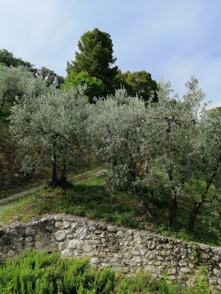 A serene panorama featuring olive trees and lush vegetation, showcasing the natural environment.