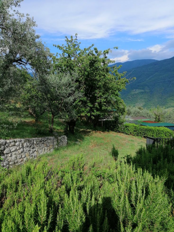 A landscape featuring green trees and a distant stone wall, set in a natural environment.