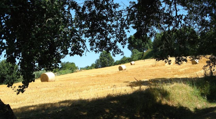 Un campo di grano maturo con rotoli di fieno allineati, sotto un cielo azzurro con poche nuvole.
