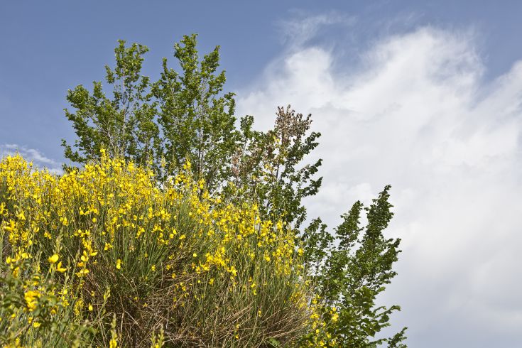 Scena naturale con fiori gialli e alberi verdi accompagnati da un cielo sereno.