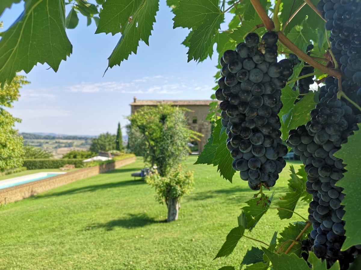 A vineyard with dark grapes. In the distance, a building is seen surrounded by lush green landscapes.