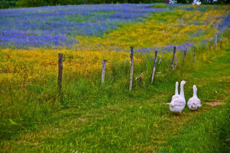 Zwei Enten laufen auf einem Weg durch ein Feld mit blauen und gelben Blumen.