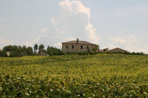 Un panorama rurale con campi di girasoli e un classico edificio in stile toscano come sfondo.