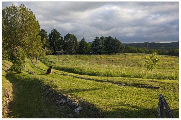 Un chien se trouve dans une vaste prairie entourée d'arbres et de nuages, dans une ambiance tranquille.