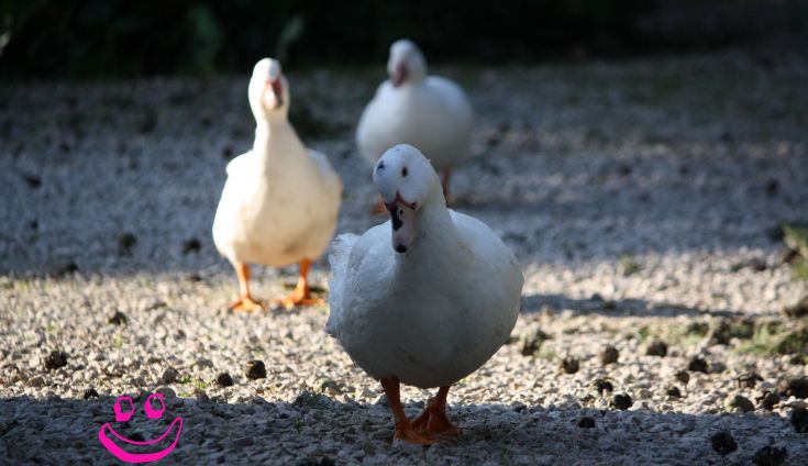 Des canards blancs se promènent dans un environnement serein et lumineux.