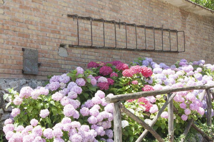Fleurs d'hortensia colorées dans un cadre rustique, à côté d'un mur en briques.