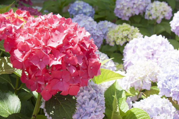 Des hortensias aux délicates teintes de rose et de lilas, entourés d'un cadre naturel paisible.