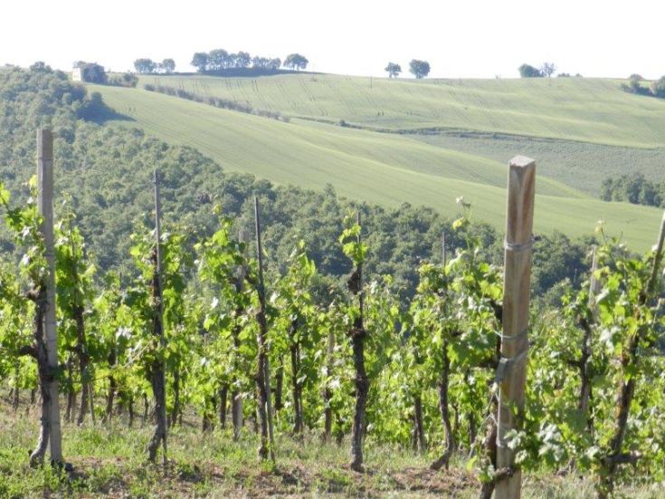 Grüne Weinberge auf sanften Hügeln, umgeben von einer friedlichen und natürlichen Umgebung.