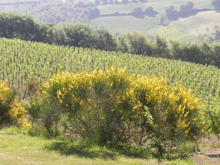 Ein Agriturismus, der in einer natürlichen Umgebung liegt, umgeben von üppigen Weinbergen und bunten Pflanzen.