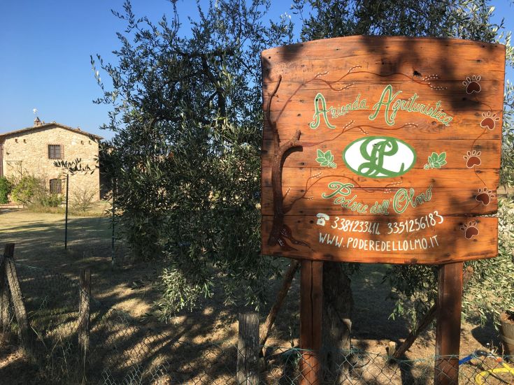 Un panorama d'un agriturismo rustique entouré d'oliviers, avec une simple enseigne en bois.