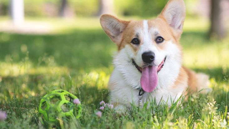 A happy corgi lying on green grass beside a green ball.