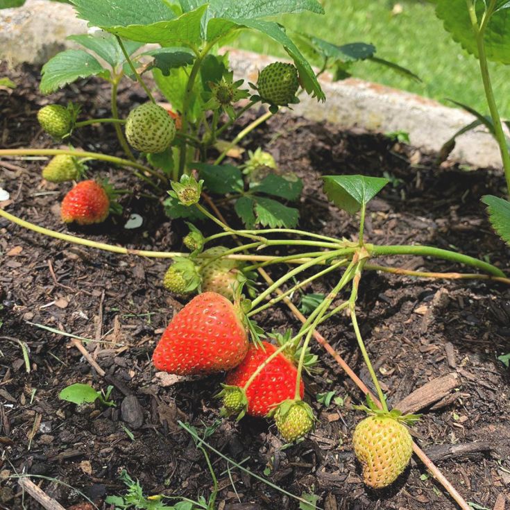 A strawberry plant with ripe and green fruits, set in fertile soil.