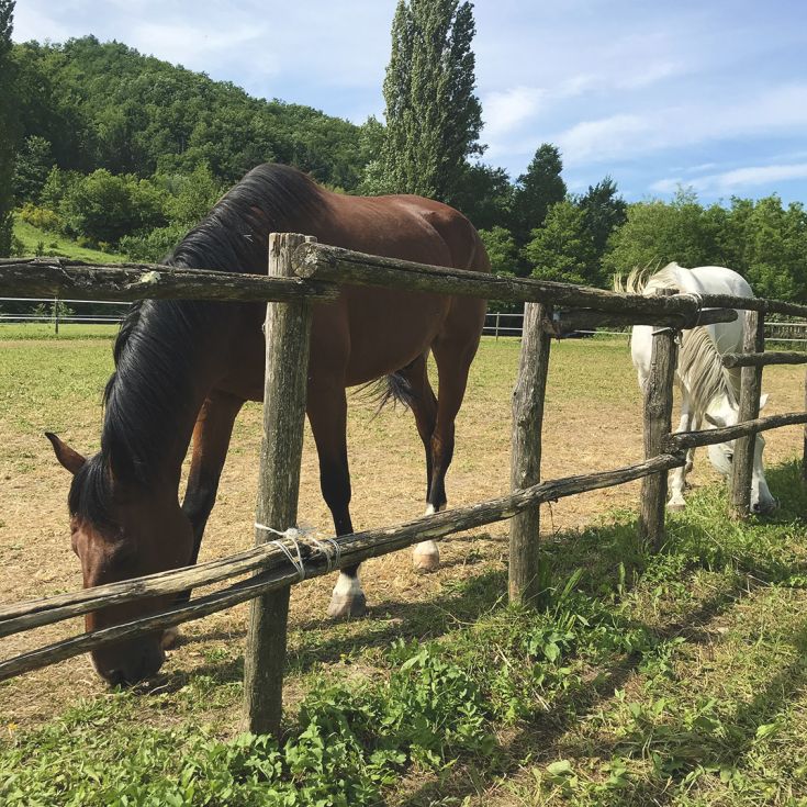 Two horses are moving in a green meadow, surrounded by a wooden fence.