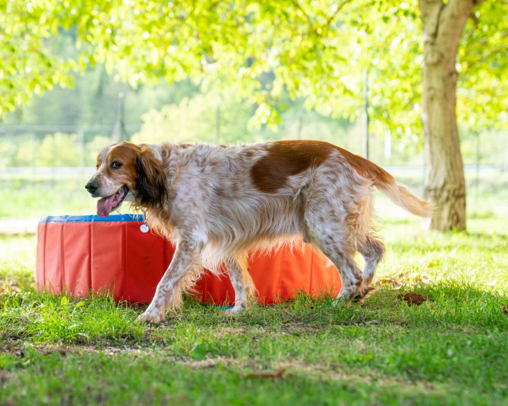A dog plays on the green grass, surrounded by trees, near a red container.